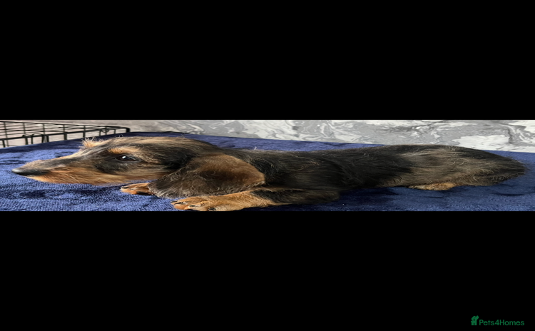 Miniature Dachshund dogs - Advert 15