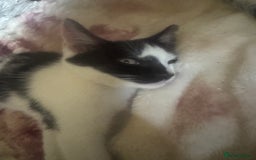 British Shorthair cats for sale: Florence  - Image 2