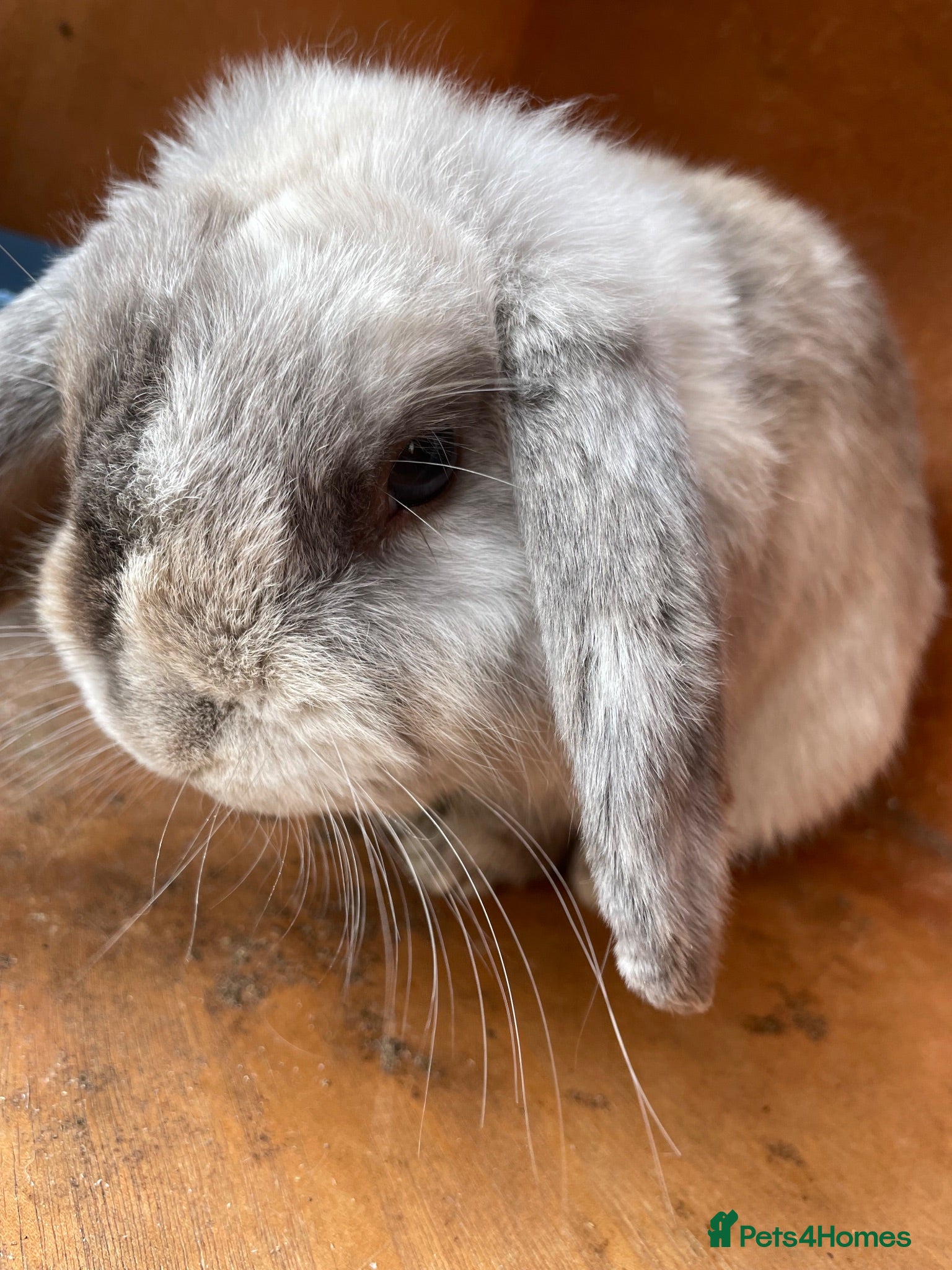 Mini Lop rabbits Pure bred mini lops male - Advert 3