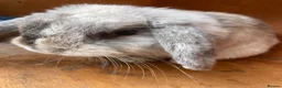 Mini Lop rabbits for sale: Pure bred mini lops male - Advert 1