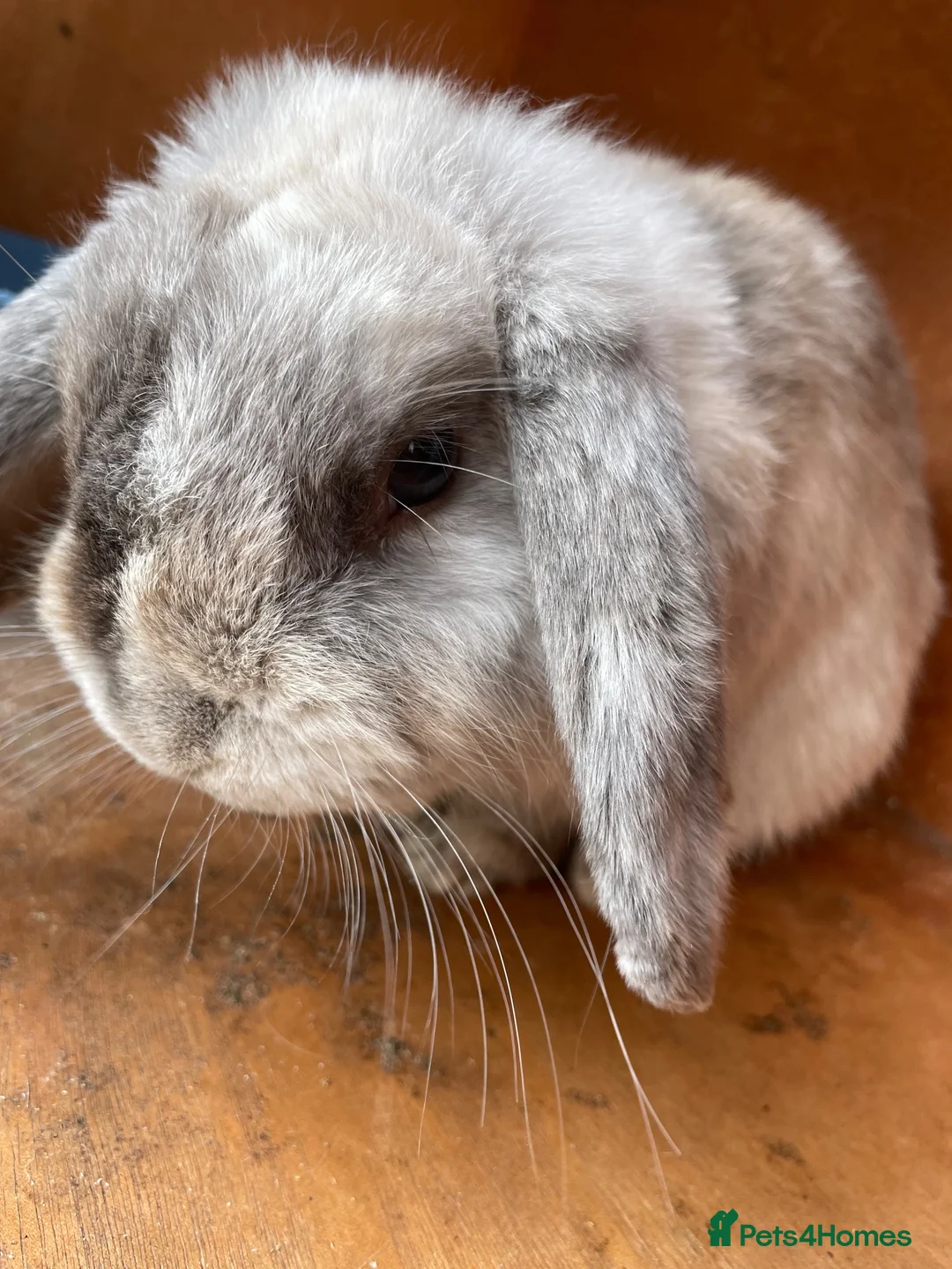 Mini Lop rabbits for sale: Pure bred mini lops male - Advert 1