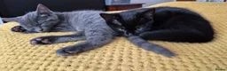 Mixed Breed cats for sale: 2 female kittens looking for loving home - Advert 2