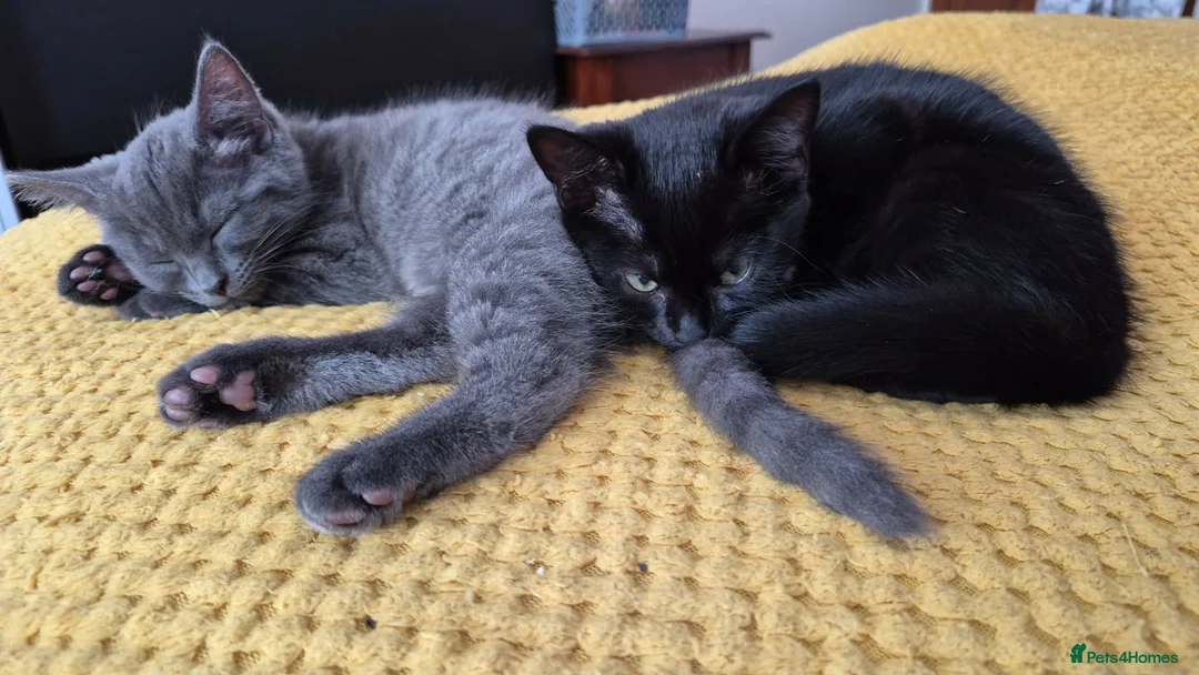 Mixed Breed cats for sale: 2 female kittens looking for loving home - Advert 2