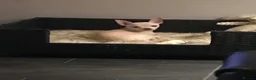 Chihuahua dogs for sale: 6 Beautiful Chihuahuas! - Advert 2