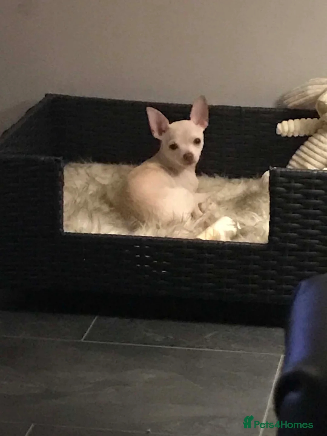 Chihuahua dogs for sale: 6 Beautiful Chihuahuas! - Advert 2