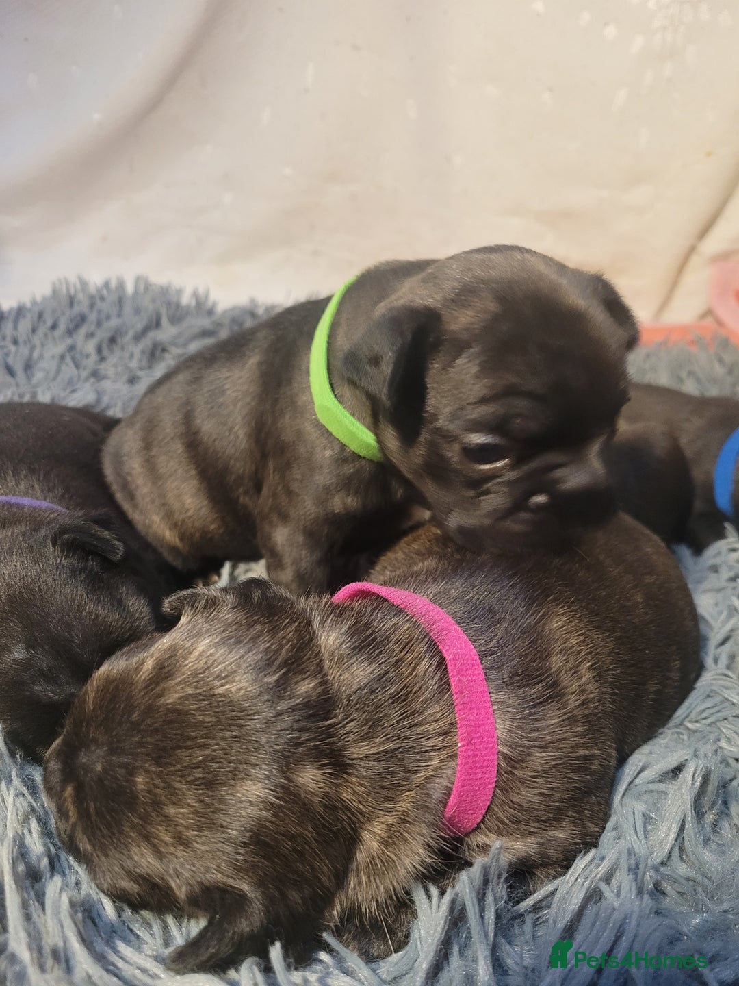 French Bulldog dogs for sale: 2 Girls and 4 Boys - Image 25