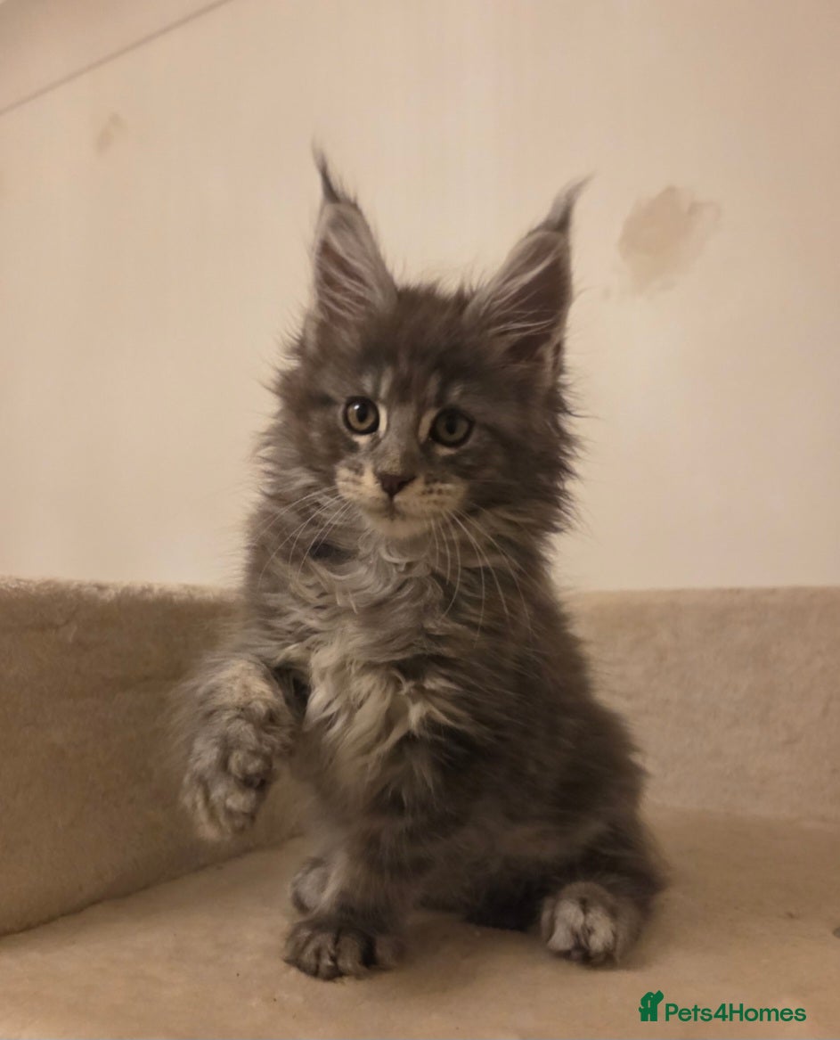 Maine Coon cats Outstanding Quality TICA reg Kittens - Advert 1
