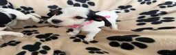 Mixed Breed dogs for sale: Beautiful Jackaliers - Advert 8