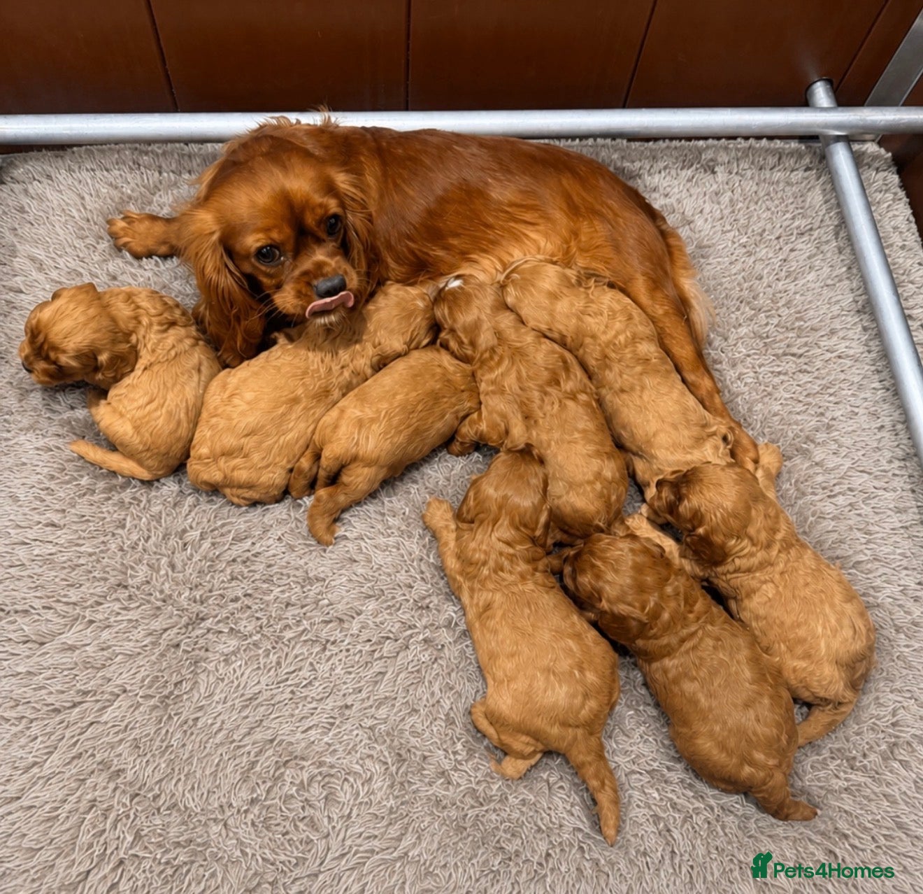 Cavapoo dogs Beautiful F1 Cavapoo's 🧬 Health Tested Parents - Advert 2