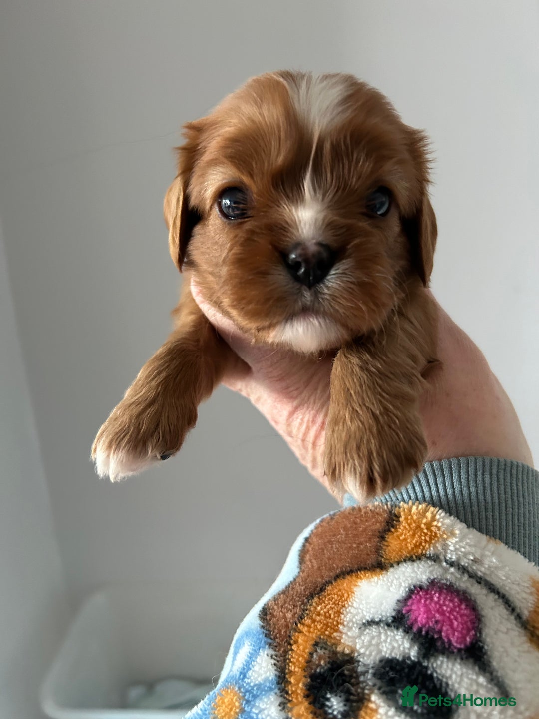 Cavalier King Charles Spaniel dogs for sale: Health tested pups - Advert 2