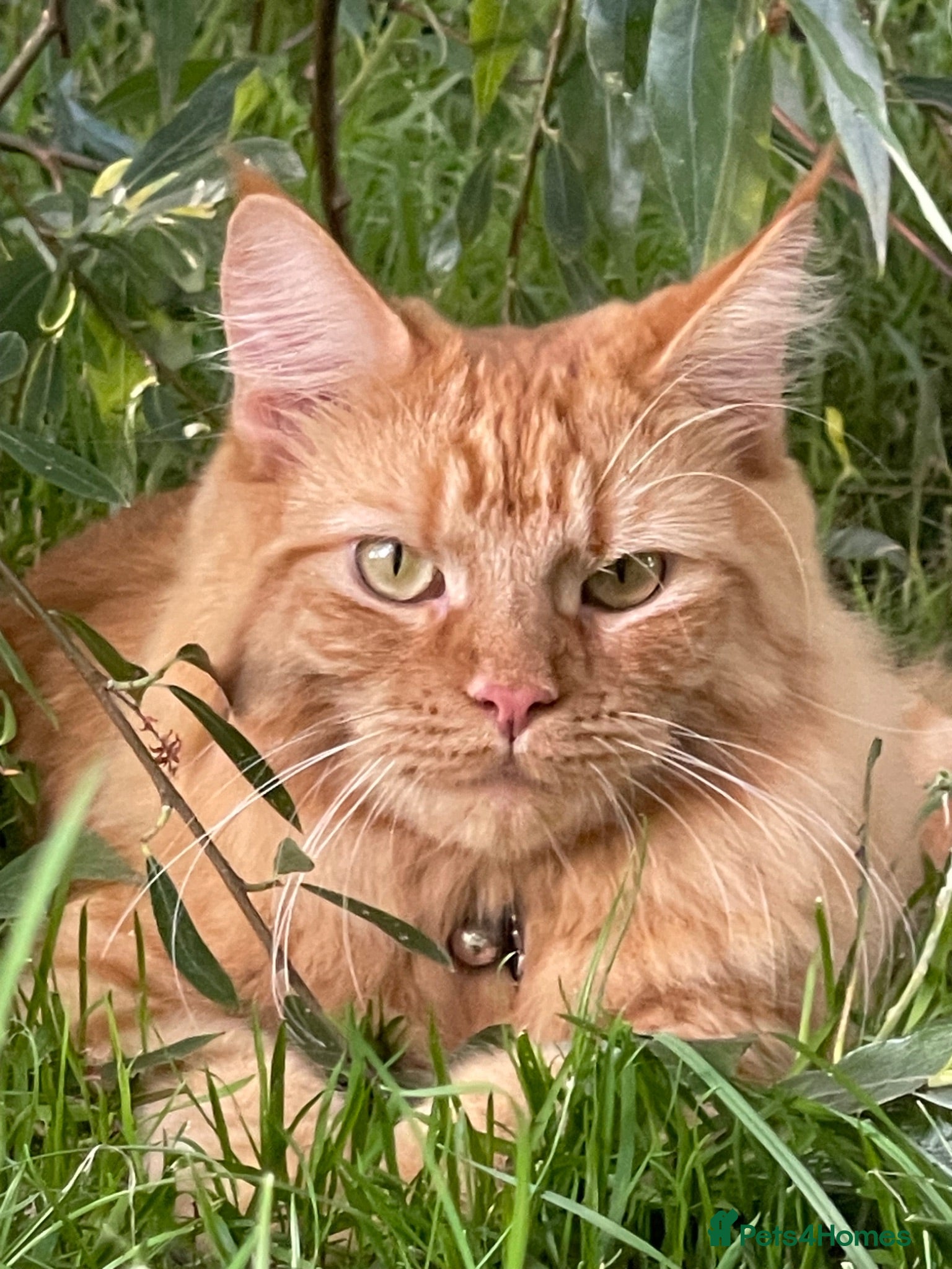 Maine Coon cats Ginger maine coon girl - Advert 1