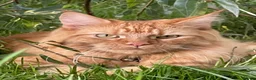 Maine Coon cats for sale: Ginger maine coon girl in Slough - Advert 1