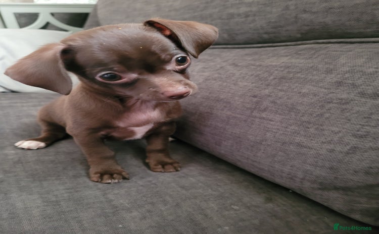 Chihuahua dogs Chihuahua puppies ready 12th November  - Advert 8