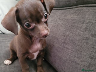 Chihuahua dogs Ready now - Advert 8