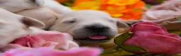 Golden Retriever dogs for sale: Beautiful Soft Gentle Golden Retrievers  in Sleaford - Advert 8