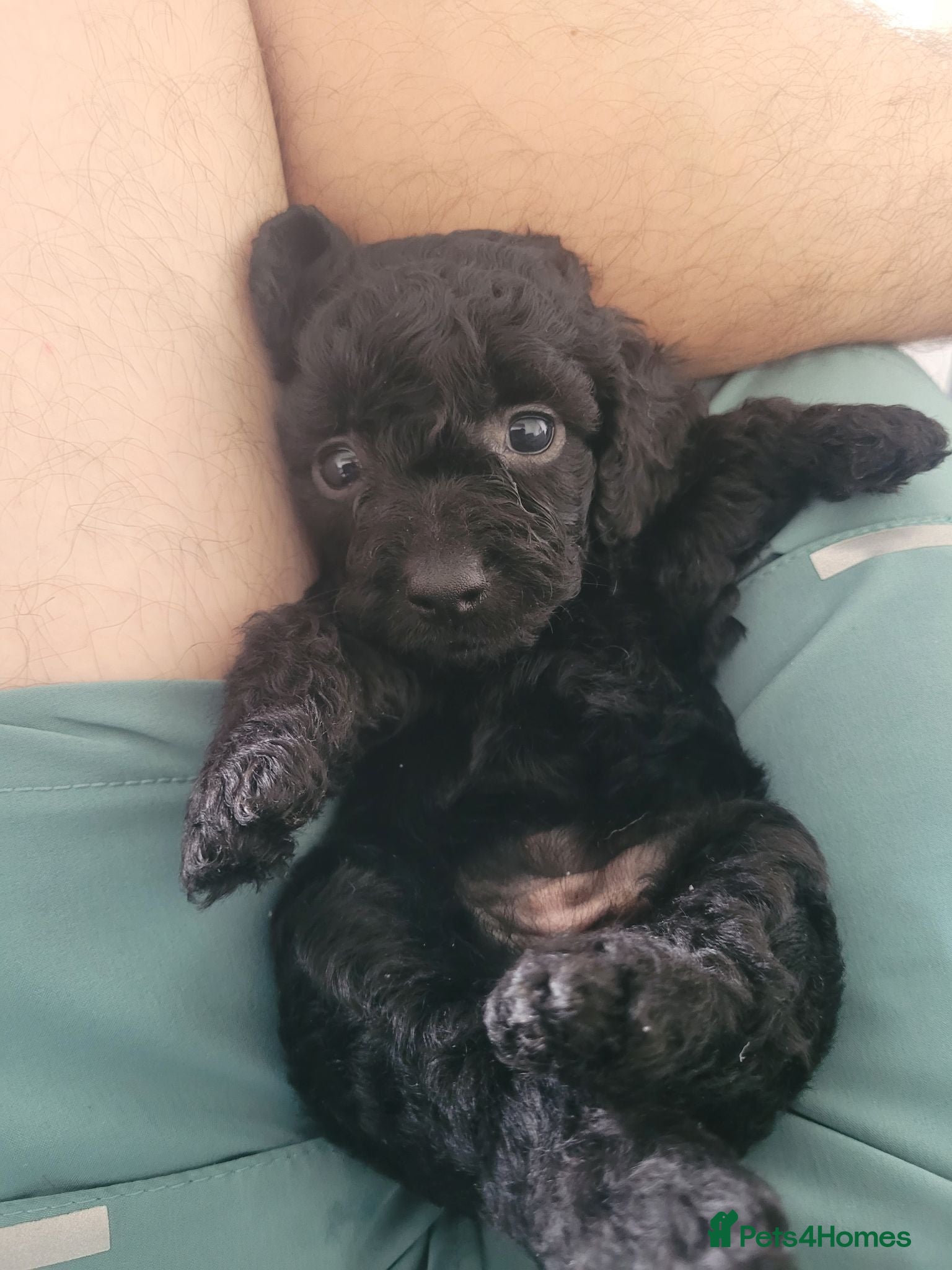 Mixed Breed dogs Cockapoo x pochon pups - Advert 15