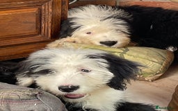 Old English Sheepdog dogs for sale: Old English sheep dog  - Image 5