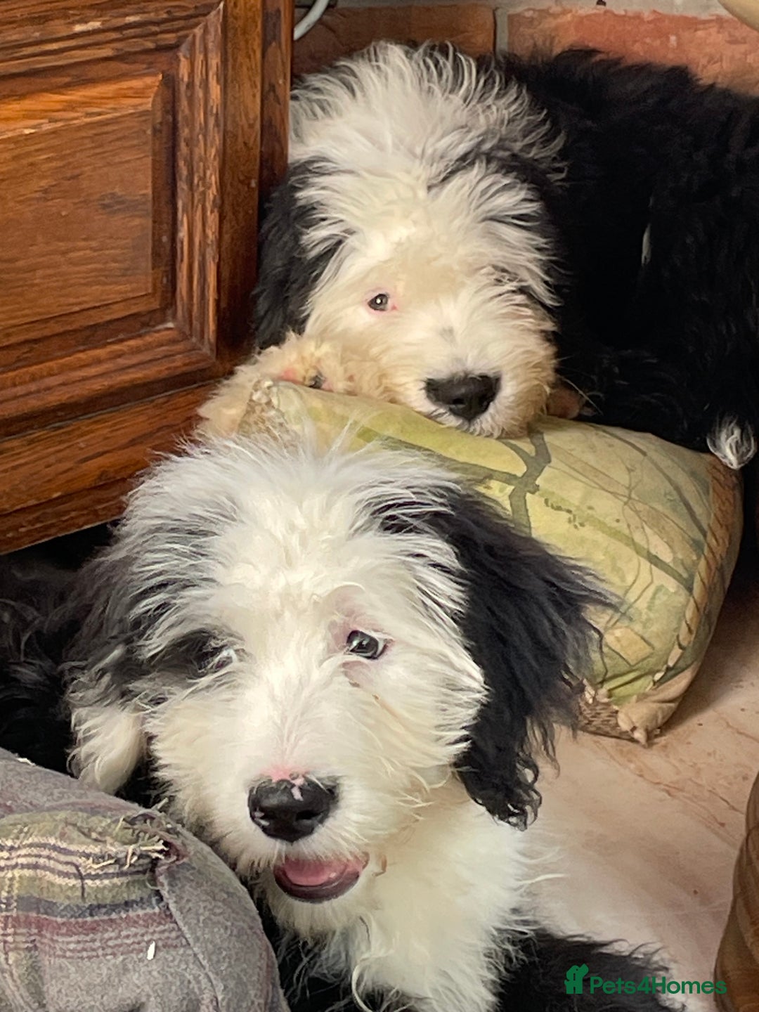 Old English Sheepdog dogs for sale: Old English sheep dog  - Image 5