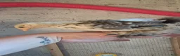 Chickens poultry for sale: 4 week old mixed Bantams  - Advert 12