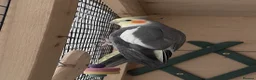 Cockatiels birds for sale: Rio looking for a home! in Beckenham - Advert 1