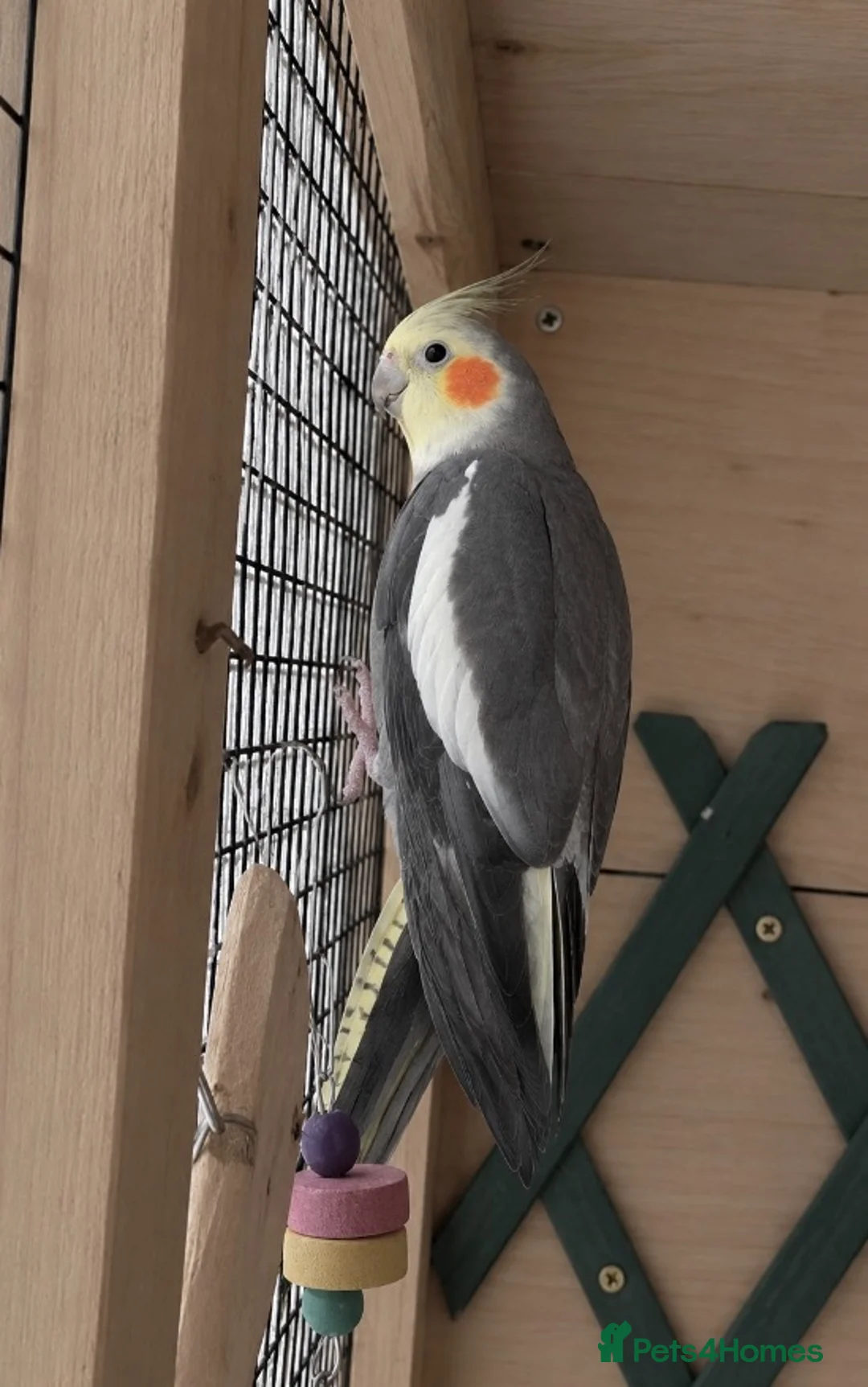 Cockatiels birds for sale: Rio looking for a home! in Beckenham - Advert 1