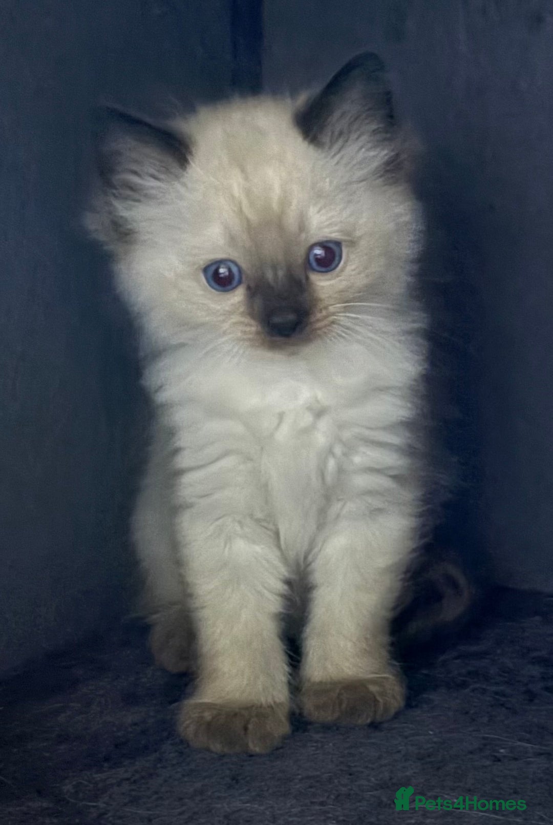 Ragdoll cats for sale: 5 Beautiful Ragdoll Kittens  - Image 39
