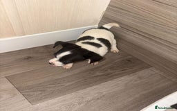 Jack Russell dogs for sale: 3 beautiful puppy’s  - Image 8