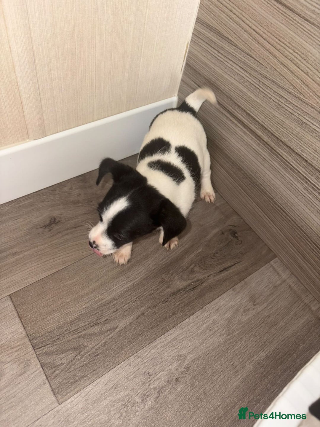 Jack Russell dogs for sale: 3 beautiful puppy’s  - Image 8