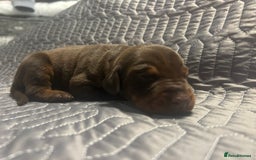Dobermann dogs for sale: European Dobermans Ready in 2 weeks - Image 4