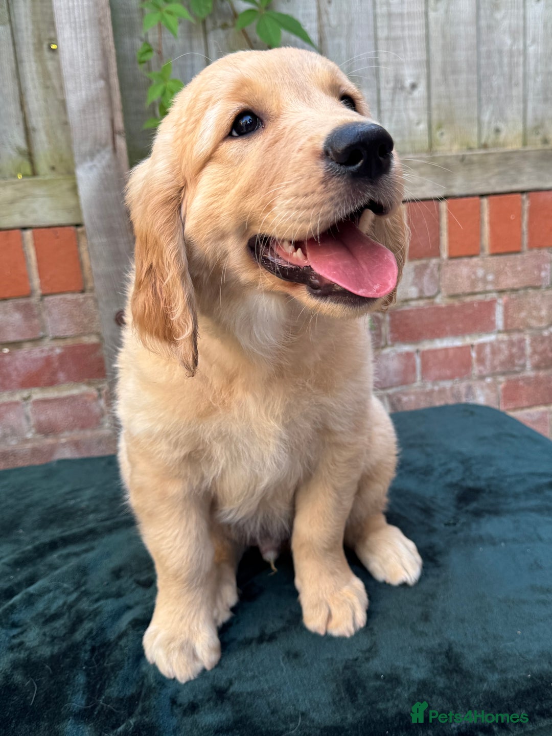 Golden Retriever dogs for sale: Show x Working. Naturally raised. Crate training  in Warminster - Image 4