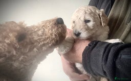 Standard Poodle dogs for sale: KC Standard Poodle Pups - Image 8