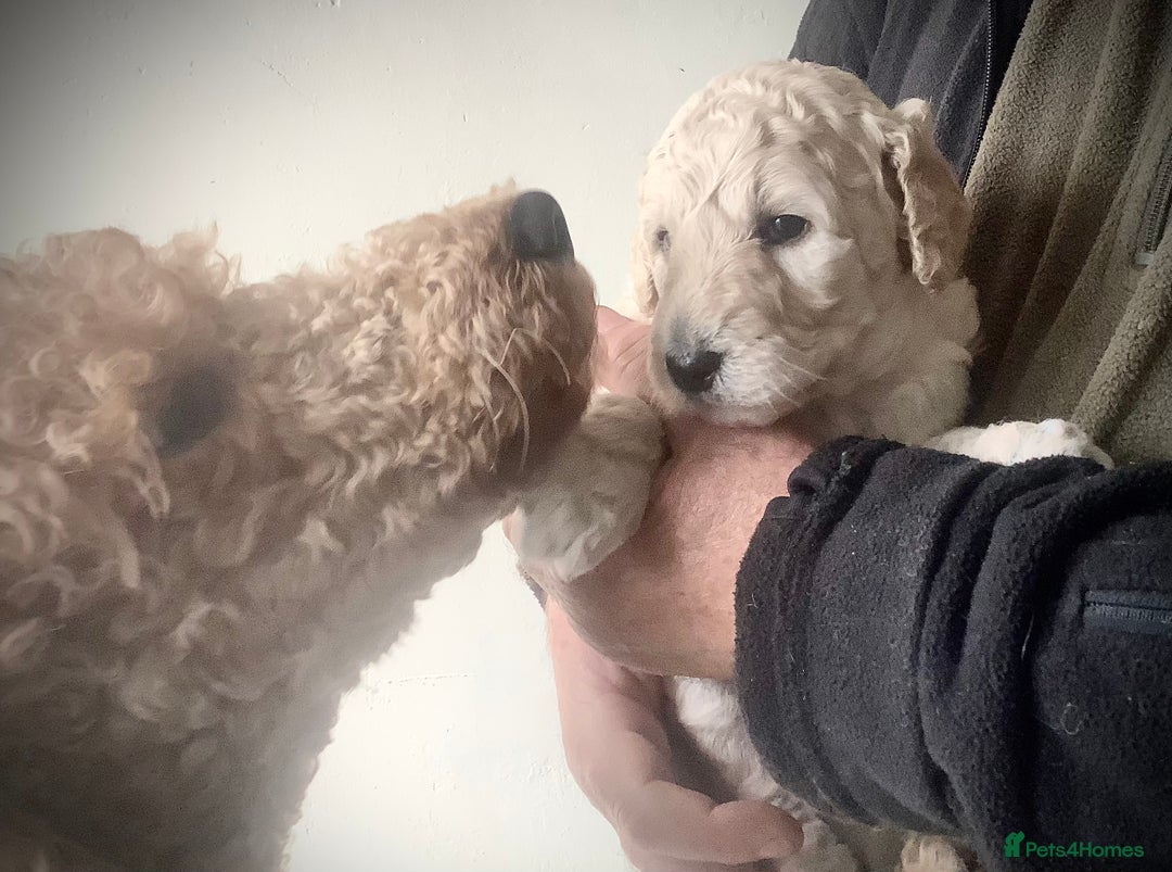 Standard Poodle dogs for sale: KC Standard Poodle Pups - Image 8