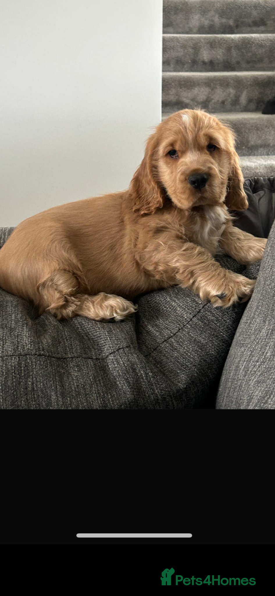 Cocker Spaniel dogs 1 SHOW stunning true to the type show cocker 🐶  - Advert 13