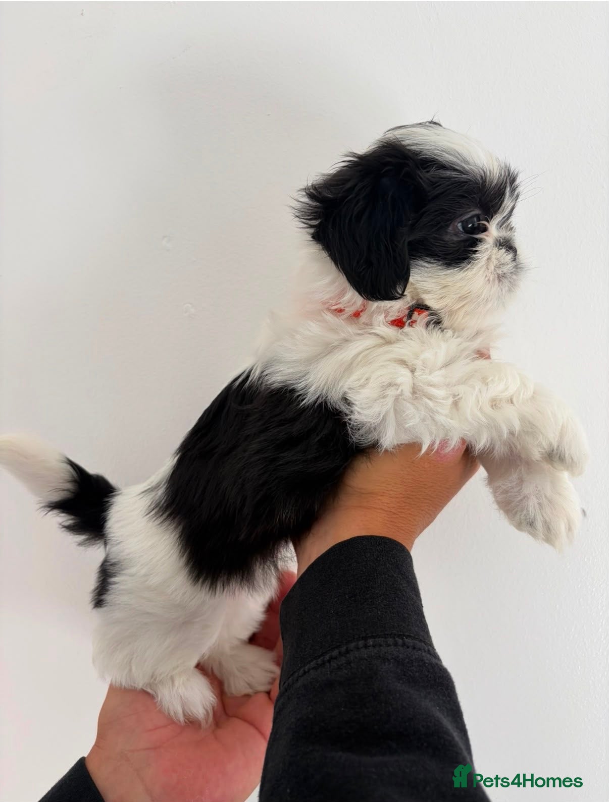 Shih Tzu dogs Shih tzu - Advert 3