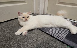 Ragdoll cats for sale: Rare flame point- female - Image 4