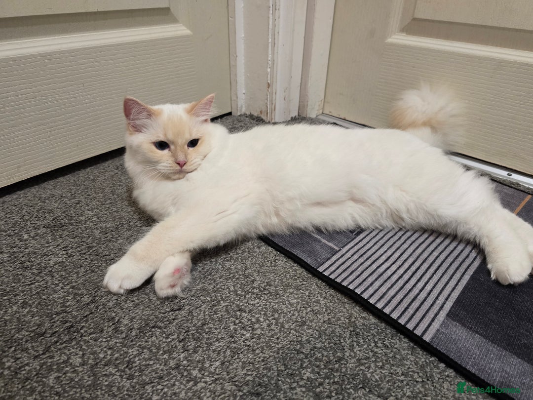 Ragdoll cats for sale: Rare flame point- female - Image 4