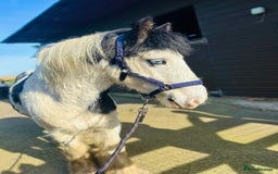 Irish Cob horses for sale: 12.2 Chunky Cob  - Image 1