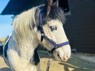 Irish Cob horses - Advert 15