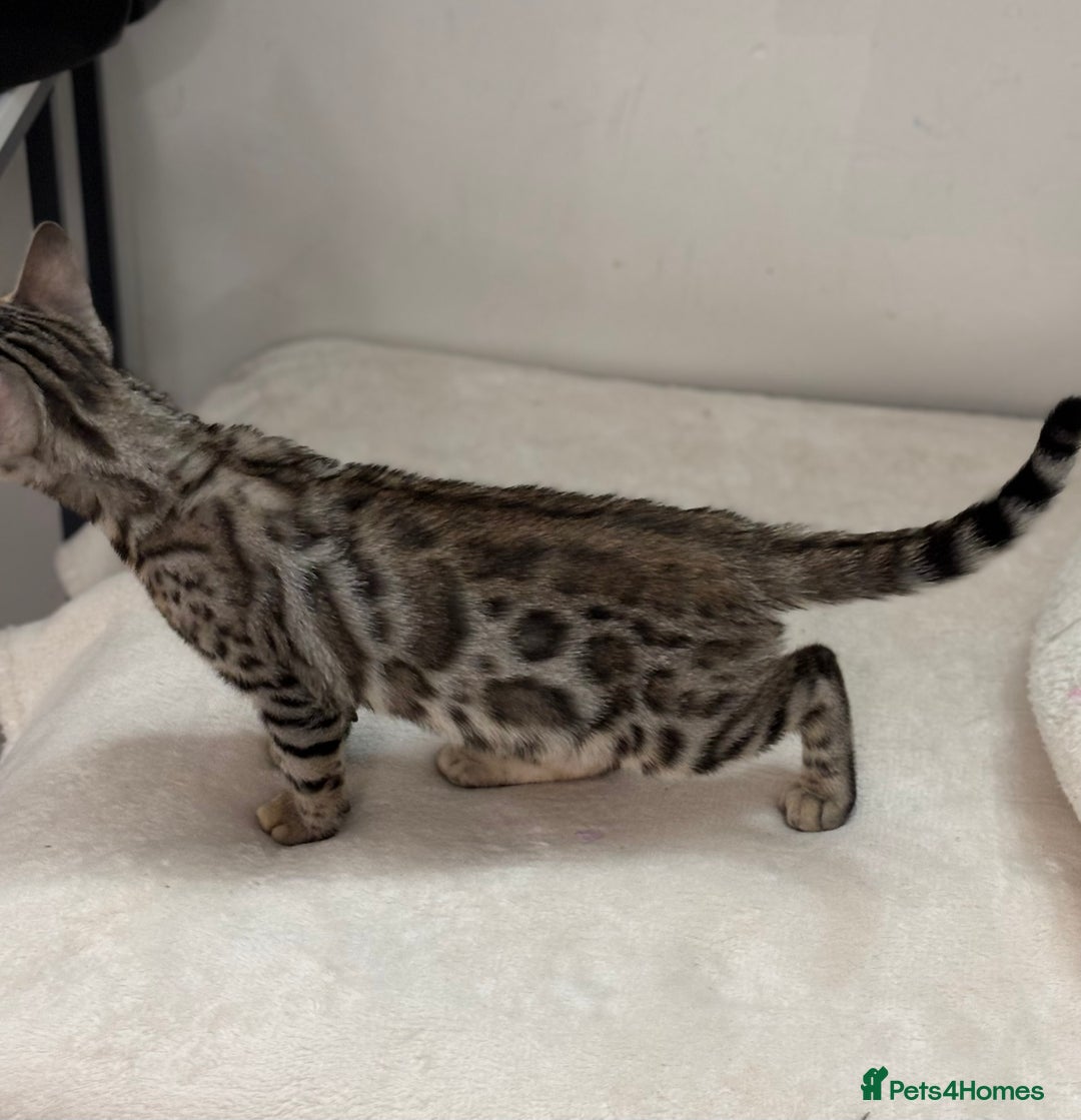 Bengal cats for sale: Bengal Kitten 1 - 🌟Pedigree bengal kittens🌟 - Image 4