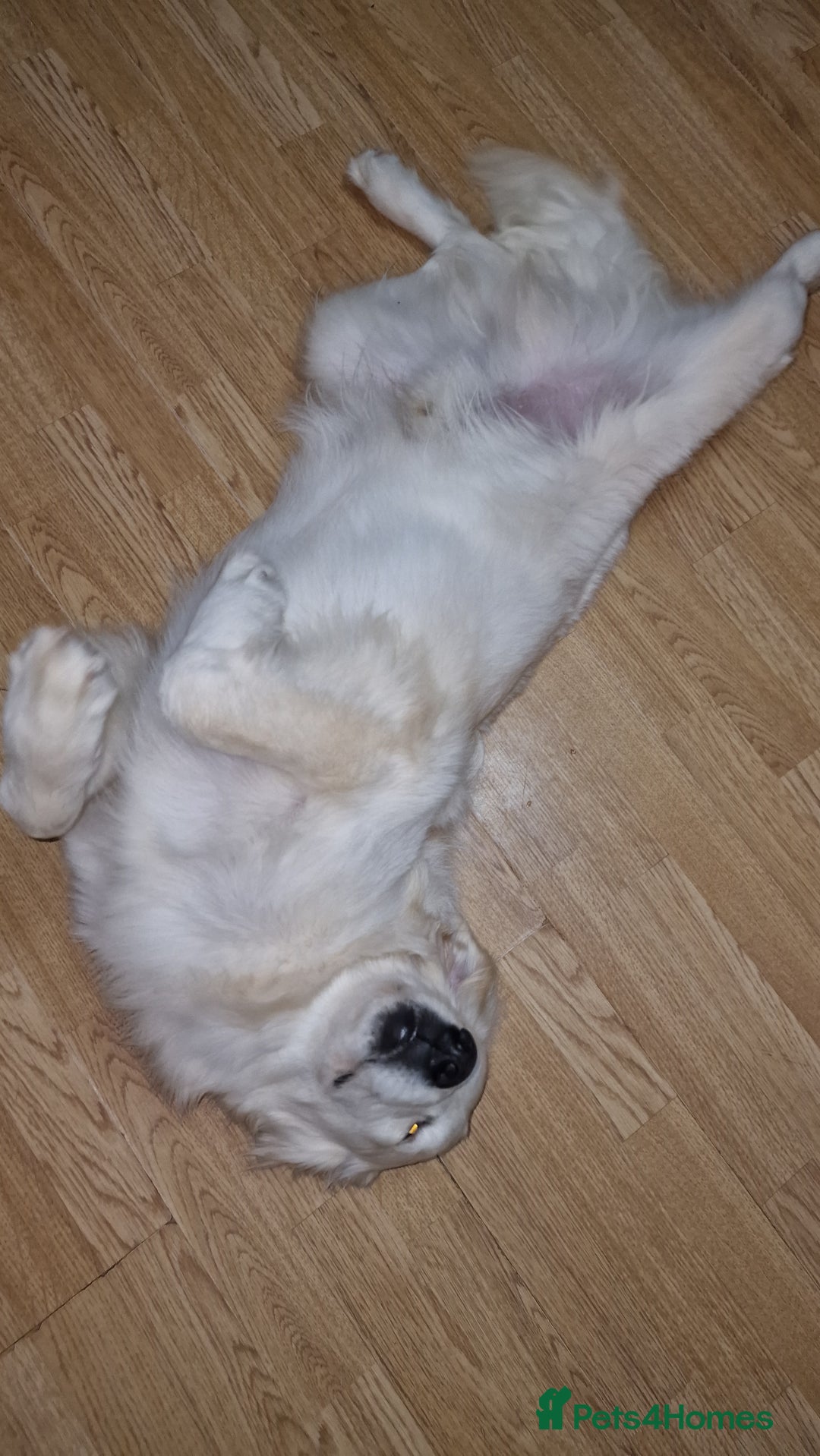 Golden Retriever dogs for sale: Meet Mickey, the Well-Mannered Golden Retriever - Image 8