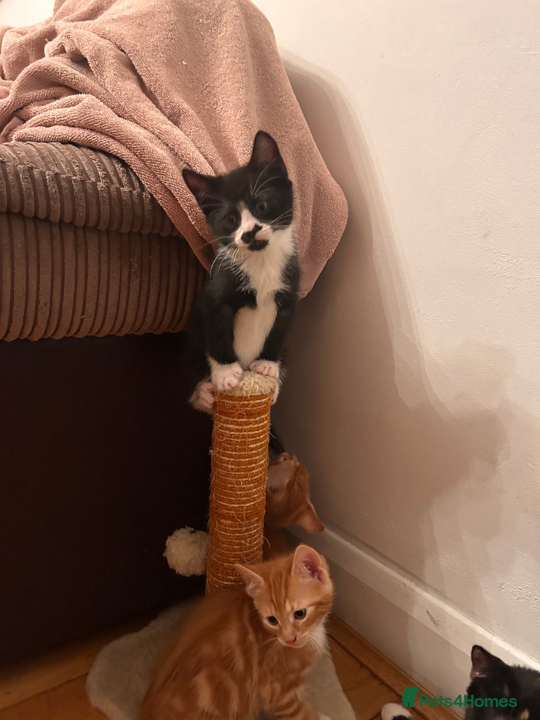 Mixed Breed cats for sale: Black and White Kitten - Advert 5