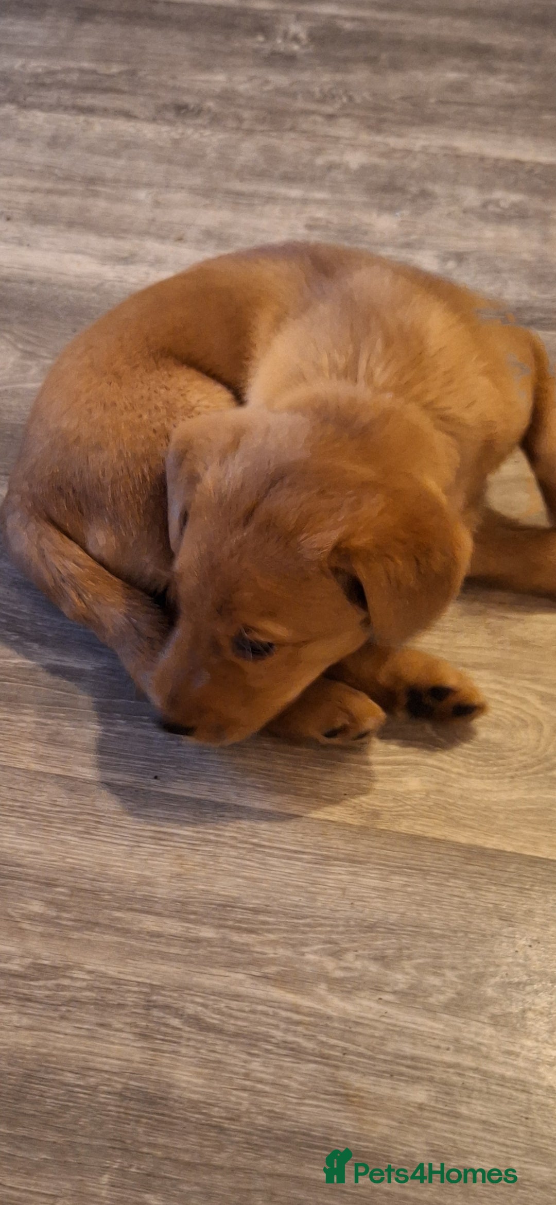 Labrador Retriever dogs for sale: Fox Red Labrador bitch for sale - Advert 5