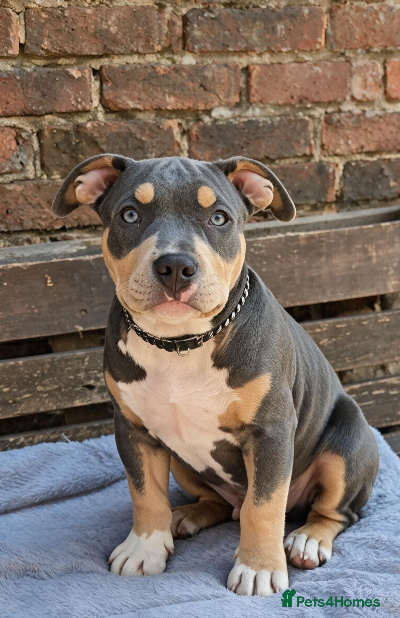 American Bully dogs 🏆🩸ABKC American pocket bully 🔥 - Advert 10