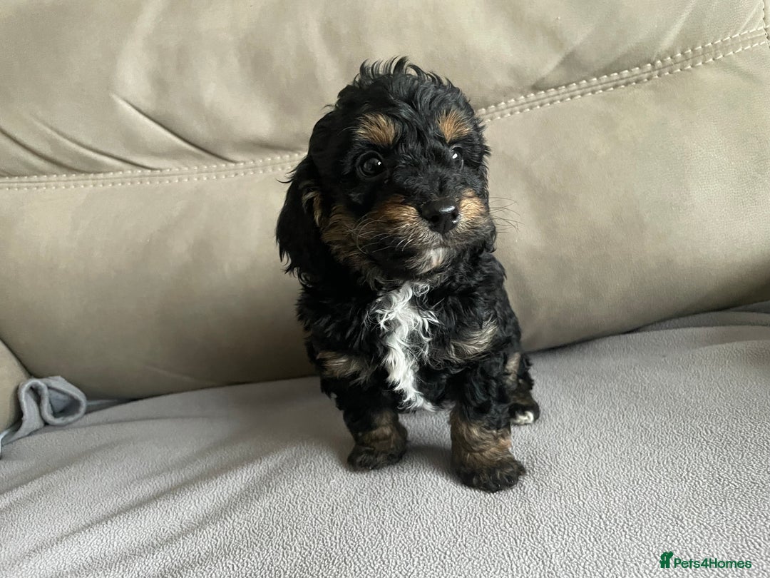 Cavapoo dogs for sale: ⭐ adorable Cavapoo’s ⭐  - Advert 14