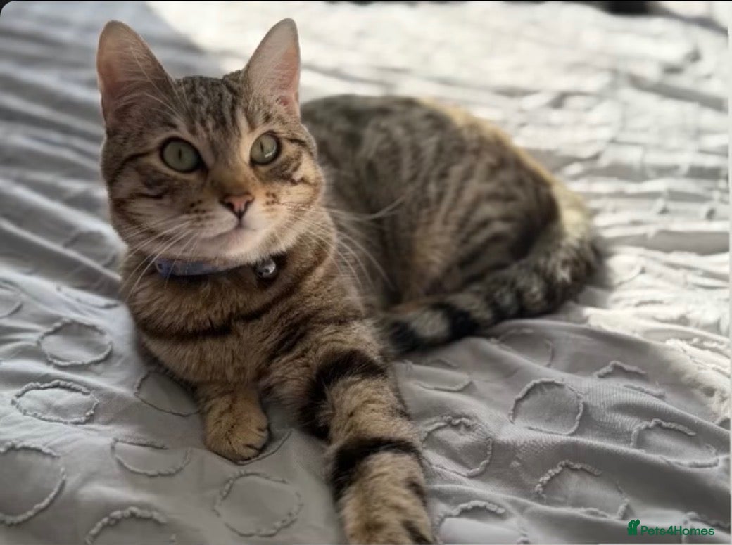 Mixed Breed cats Bengal mix  - Advert 2
