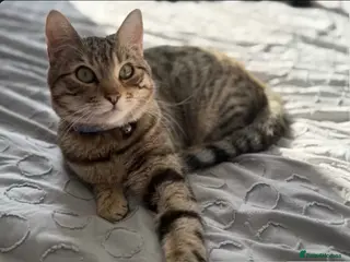 Mixed Breed cats Bengal mix - Advert 2