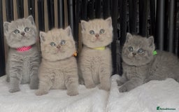 British Shorthair cats for sale: Absolutely beautiful BSH kittens  - Image 9
