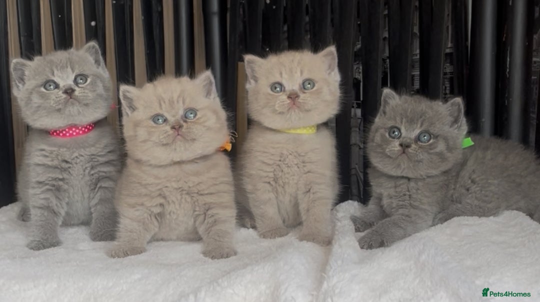 British Shorthair cats for sale: Absolutely beautiful BSH kittens  - Image 9