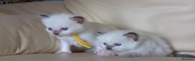 Ragdoll Kitten 3
