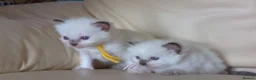 Ragdoll cats for sale: Pedigree dna tested ragdoll kittens - Advert 21